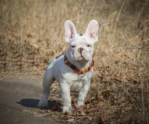 Bijeli francuski buldog: činjenice, istorija & Porijeklo (sa slikama)