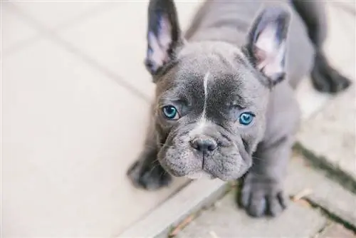 Kék francia bulldog: tények, történelem & Eredet (képekkel)