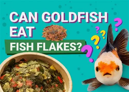 Může zlatá rybka jíst vločky z tropických ryb? Nutriční fakta zkontrolovaná veterinářem