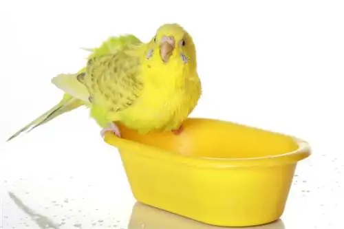 Cómo limpiar un pájaro mascota: 7 pasos revisados por veterinarios