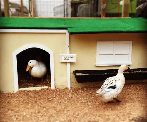 19 DIY Duck House Plans & Mga Ideya na Magagawa Mo Ngayon (Na may Mga Larawan)