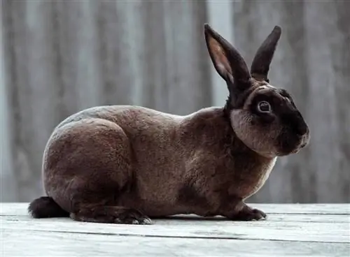 Castor Rex Rabbit: Tények, tulajdonságok, viselkedés & Gondozás (képekkel)