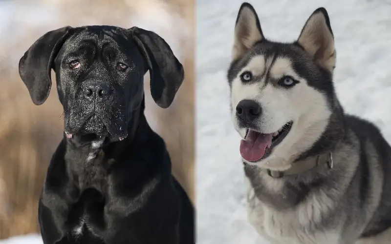 Cane Corso Husky Mix: Guide, Pictures, Care & Περισσότερα