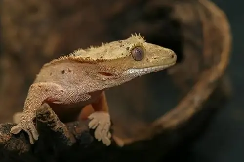 Guia de vessament de gecko crestat: freqüència, fets & Cura