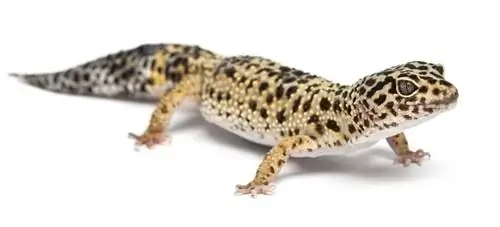 Leopard Gecko: دليل العناية ، صور ، متنوعة ، & المزيد