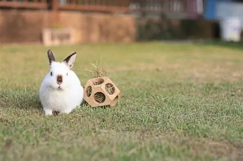 С чем любят играть кролики? 4 идеи игрушек, которые любят кролики