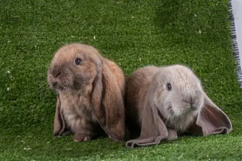 Tavşanların Bir Arkadaşa İhtiyacı Var mı? Yalnızlaşıyorlar mı?
