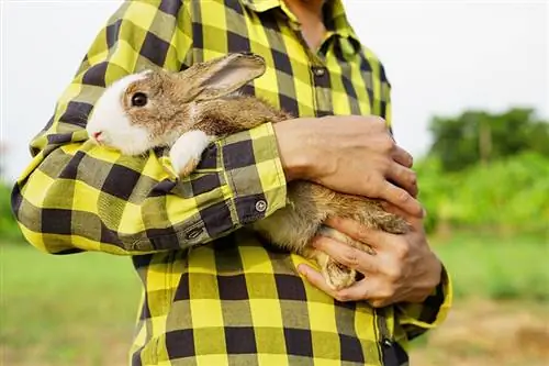 Pourquoi mon lapin creuse-t-il et gratte-t-il mes vêtements ? 7 raisons