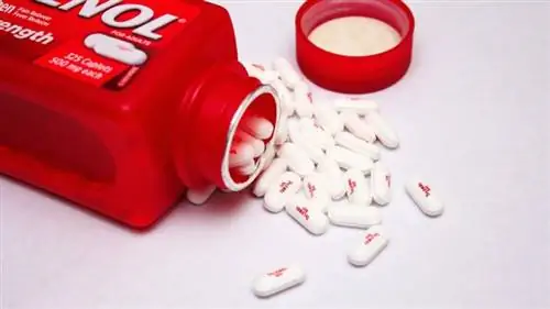 Anjing Saya Makan Tylenol (Acetaminophen): Apa Yang Perlu Saya Buat? Nasihat yang disemak oleh Doktor haiwan