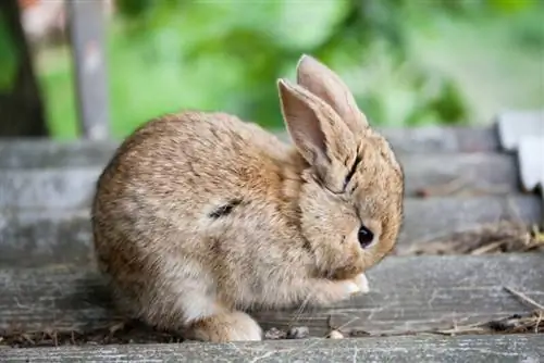 Perché il mio coniglio strofina il mento su tutto? 5 ragioni per questo comportamento