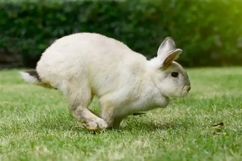 Hvor hurtigt kan en kanin løbe? Fakta & ofte stillede spørgsmål (med diagram)