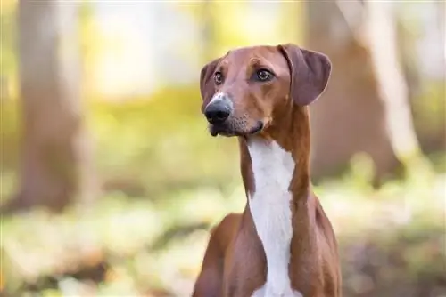 13 Ras Anjing Afrika: Anjing Domestik dan Liar (Dengan Gambar)