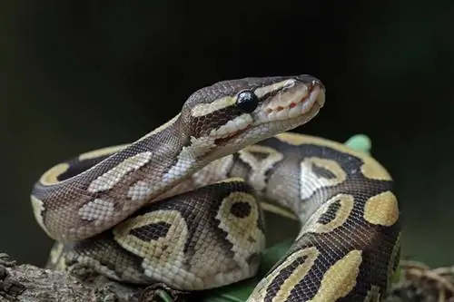 As Pythons são venenosas? Tudo o que você precisa saber