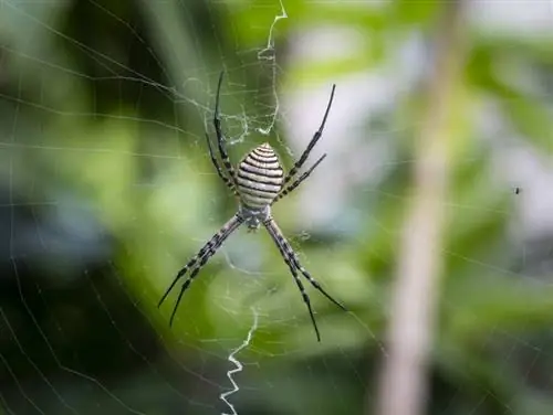 7 arañas encontradas en Montana (con imágenes)