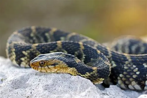 11 specie gjarpërinjsh të gjetur në Karolinën e Jugut (me foto)