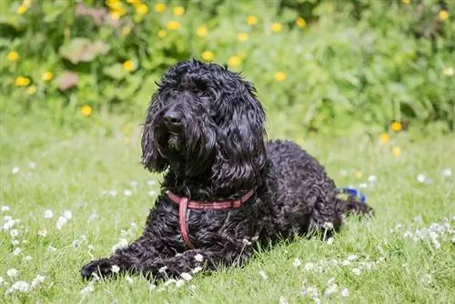 Black Labradoodle: Facts, Origin & History (with Pictures)