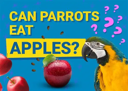 האם תוכים יכולים לאכול תפוחים? מה שאתה צריך לדעת