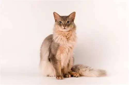 Сомалийска порода котки: информация, снимки, темперамент & черти