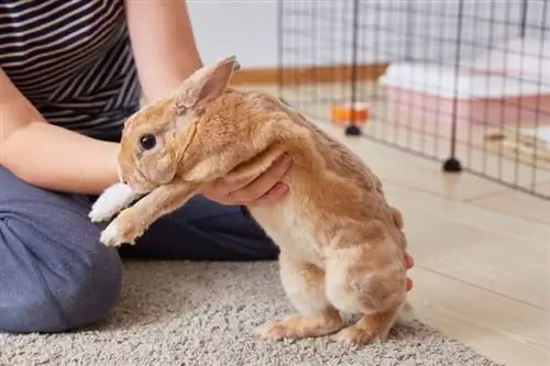 ¿Cuánto tiempo vive un conejo mascota Rex? Vida útil promedio Datos & Hechos