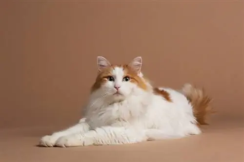 Порода кошек турецкий ван: информация, характеристики & фото