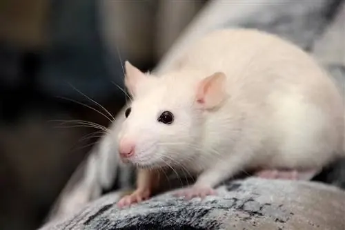 Kan råttor äta spenat? Vad du behöver veta