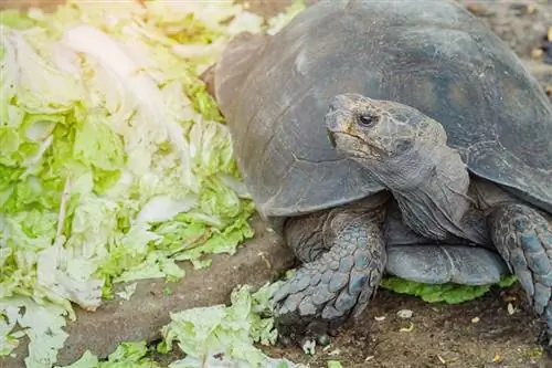 هل تستطيع السلاحف أكل الملفوف؟ ما تحتاج إلى معرفته