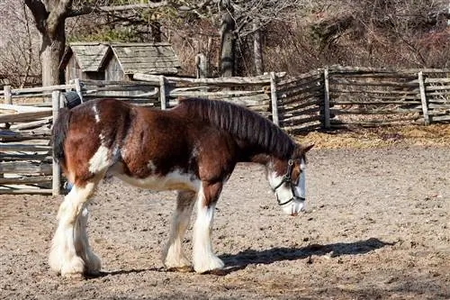 Кескін