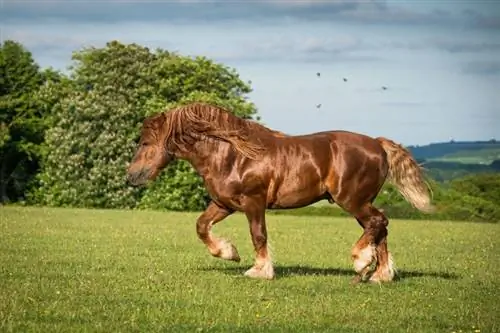 10 raças de cavalos mais fortes do mundo (com fotos)
