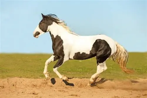 Pinto Horses: Ukweli wa Kuvutia na Picha