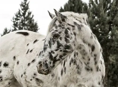 Պատկեր