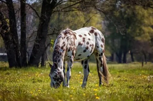 Appaloosa Horse: Faktat, elinikä, käyttäytyminen & Hoito (kuvilla)