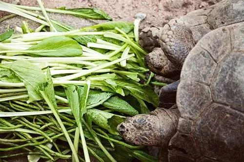 As tartarugas podem comer espinafre? O que você precisa saber