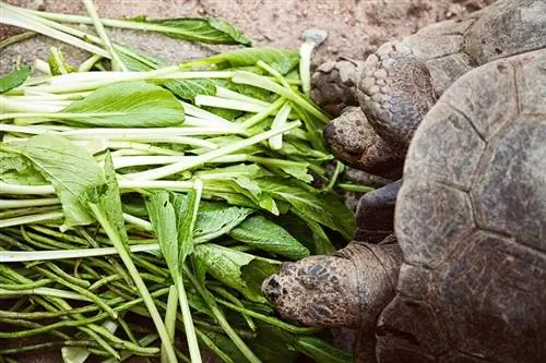 Tauv tuaj yeem noj spinach? Yam Koj Yuav Tsum Paub