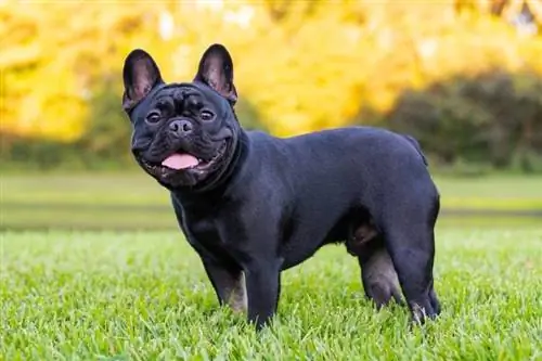 Black French Bulldog: Mga Katotohanan, Kasaysayan & Pinagmulan (May Mga Larawan)