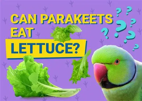 Могут ли попугаи есть салат? Что тебе нужно знать
