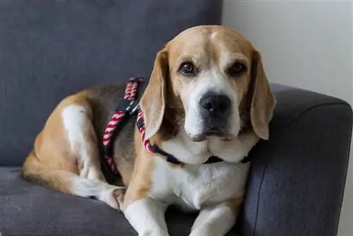 Apakah Beagle Cerdas? Fakta & Tips Pelatihan