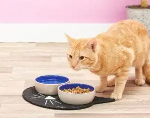 10 Melhores tapetes de alimentação para gatos em 2023 – Avaliações & Principais escolhas