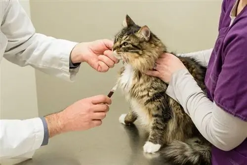 Tes Darah Kucing Nilai Normal & Hasil Dijelaskan oleh Dokter Hewan Kami (Dengan Definisi)