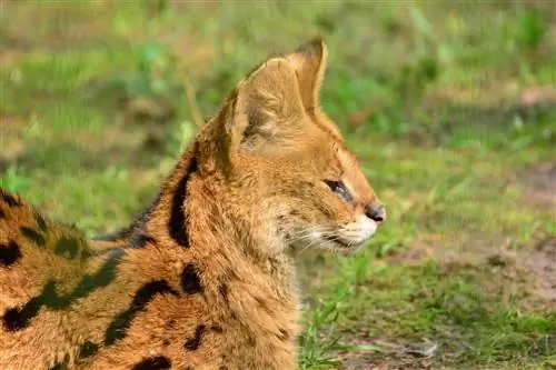 Els gats Serval són bons animals de companyia? El que necessites saber