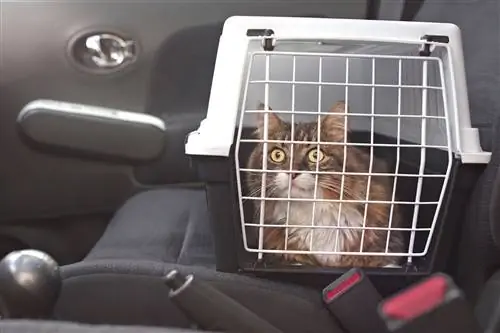 Wie lange kann eine Katze in ihrer Käfig bleiben? Vom Tierarzt überprüfte Fakten und Ratschläge