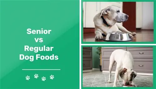 Храна за възрастни кучета срещу обикновена: разликите, плюсове & минуси