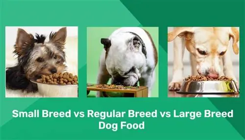 Hrană pentru câini de rase mici vs rase obișnuite vs rase mari: diferențe principale, avantaje & Contra