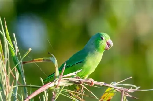 Papagáj zelený: Osobnosť, strava, starostlivosť & Obrázky