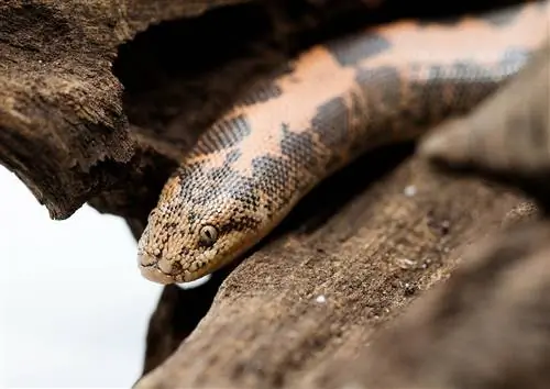 15 Μορφές και χρώματα της Κένυας Sand Boa (με εικόνες)