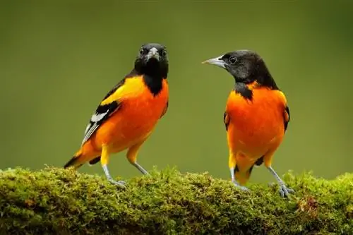 Zijn Orioles geweldige huisdieren? Wettigheid, Ethiek & Veelgestelde vragen