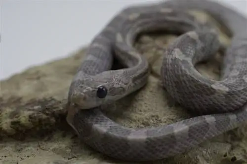 Kukuruzna zmija lavande: činjenice, izgled & Vodič za njegu (sa slikama)