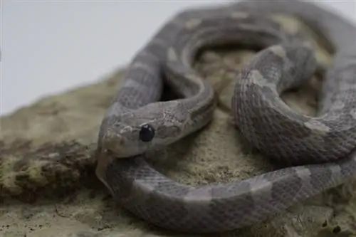 Lavender Corn Snake: feiten, uiterlijk & Verzorgingsgids (met afbeeldingen)