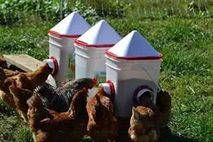 10 najlepszych karmników dla kurczaków dla Twojego stada na podwórku w 2023 roku