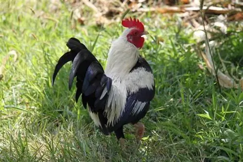 Old English Game Chicken: Pictures, Facts, Uses, Origins & Χαρακτηριστικά