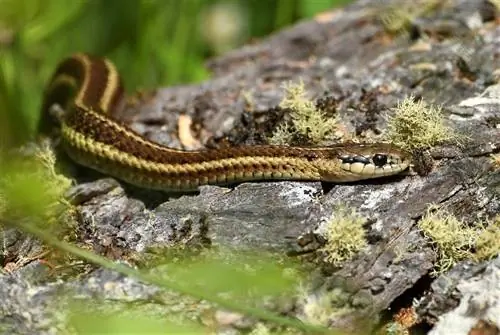 Ի՞նչ են ուտում կապտուկ օձերը վայրի բնության մեջ & Որպես ընտանի կենդանիներ: Դիետա & Առողջության փաստեր
